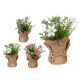 PLANT BAG FLOWERS MEDIUM ASSORT 3 COLORS