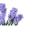 VASO FIORI VERDI ASSORTITI 4