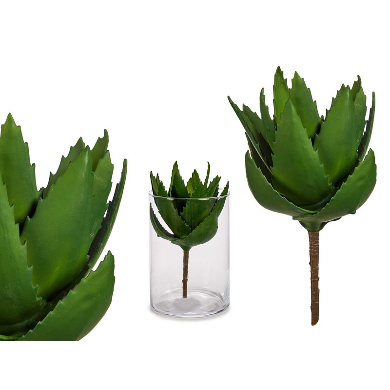 PLANTA ALOE VERA 