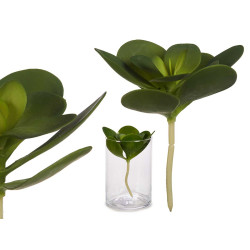 PLANTE FEUILLE ROND