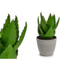 VASO GRANDE COM ALOE VERA 