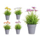 POT MARGUERITE ASSORT 4