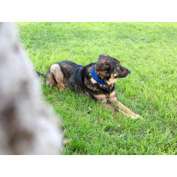 COLLANA RAFFREDDANTE CANE 25CM