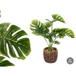 MACETA PLANTA HOJA COSTILLA