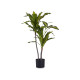 90CM SMALL BROADLEAF PLANT WITH POT 