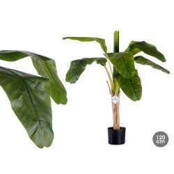 120CM SMALL BANANA PLANT WITH POT