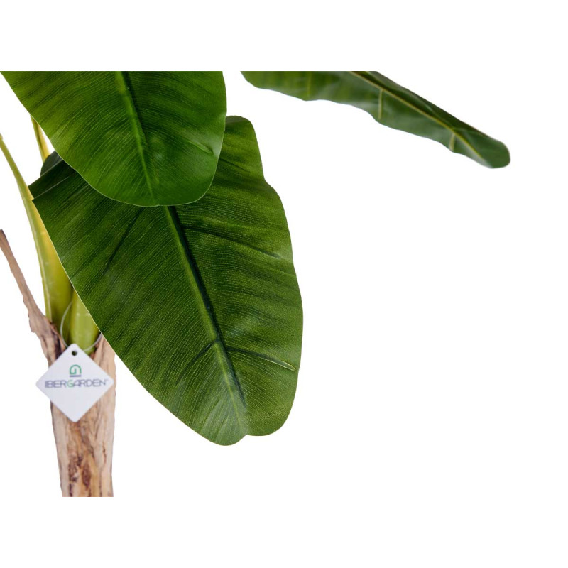 120CM SMALL BANANA PLANT WITH POT