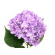 FLOWER BRANCH 62CM PURPLE