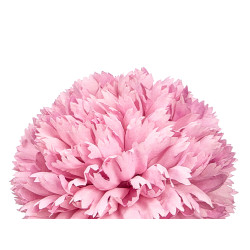 VARA RAMO 5 POMPONS 57CM ROSA PALE