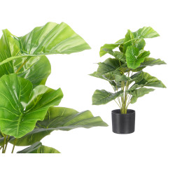 MEDIUM POTTED PLANT WITH BROAD LEAVES 