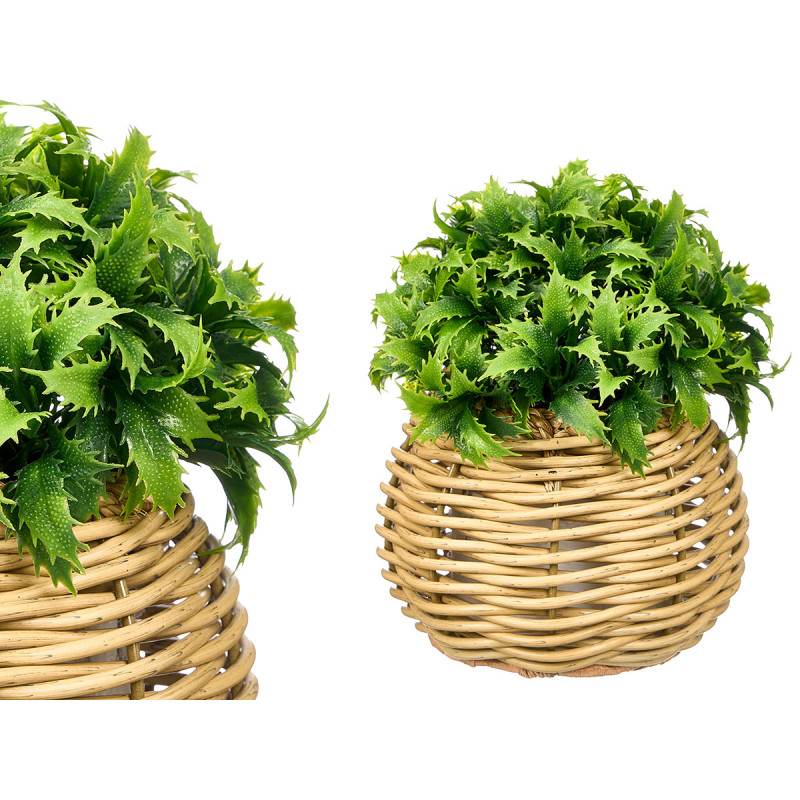 PLANTA ESPINHOSA VASO REDONDO