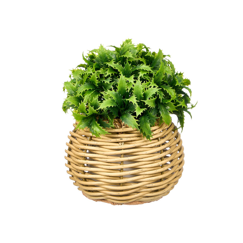 PLANTA PINCHO MACETA REDONDA