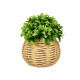 PLANTE PIQUANTE POT ROND