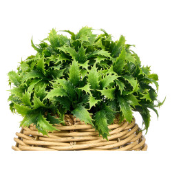 PLANTE PIQUANTE POT ROND