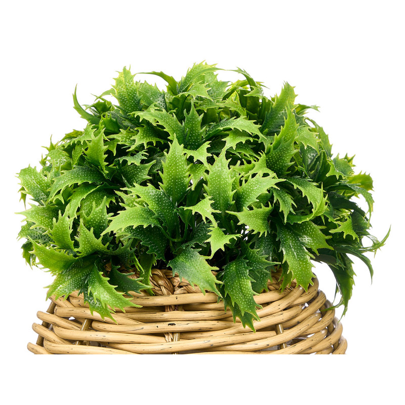 PLANTE PIQUANTE POT ROND