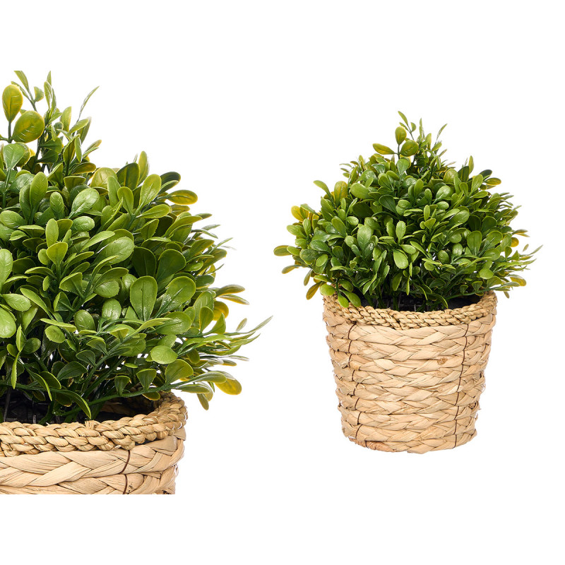 MACETA MIMBRE PLANTA VERDE