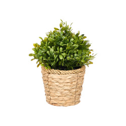 VASO VIMINI PIANTA VERDE