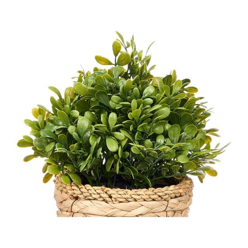 POT MIMBRE PLANTE VERTE