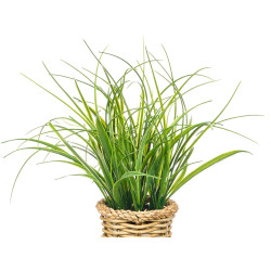 PLANTA ESPINHOSA VASO JARRA