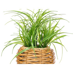 PLANTE VERTE EN POT BOMBÉ