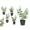 MATTE GLOSS POT ROUND LEAF PLANT ASSORTED 4 COL