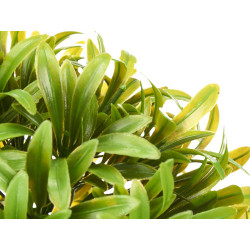 PLANTA HOJAS FINAS MACETA BLANCA