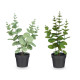 MATTE GLOSS POT ROUND LEAF PLANT ASSORTED 4 COL