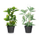 MATTE GLOSS POT POINTED LEAF PLANT ASSORTED 4 COL