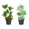 MATTE GLOSS POT POINTED LEAF PLANT ASSORTED 4 COL
