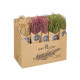 NATURAL RYE BOUQUET ASSORTED 3 COLORS