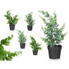 MATTE GLOSS POT ROUND LEAF PLANT ASSORTED 4 COL