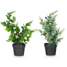 MATTE GLOSS POT ROUND LEAF PLANT ASSORTED 4 COL