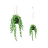 MEDIUM SPLIT-LEAF HANGING PLANT
