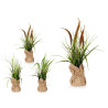 PLANTA SACO GRANDE JUNCO SURT 3 COLORES