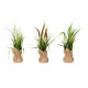 PLANTA SACO GRANDE JUNCO SURT 3 COLORES