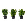 VASO PLASTICO PRETO GRANDE C PLANTAS VERDES SORT 3
