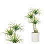 POT CIMENT MOYENNE PALMIER VERT 