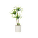 CEMENT POT GREEN PALM TREE MEDIUM
