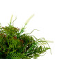 COPPA PLASTICA CLASSICA CON PIANTE VERDI PICC