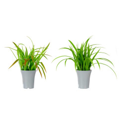 VASO ALTO PIANTE FOGLIE ASS 2