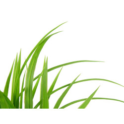 MACETA ALTA PLANTAS HOJAS SURT 2