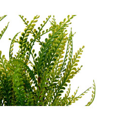 MACETA PLANTA HELECHOS VERDES SURT 2