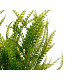 MACETA PLANTA HELECHOS VERDES SURT 2
