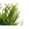 MACETA PLANTA HELECHOS VERDES SURT 2
