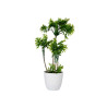 POT PLANT 4 GREEN PALM TREES TALL