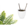 POT PLANT 2 GREEN PALM TREES TALL