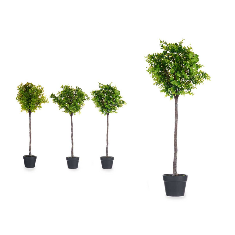 ALBERO FELCI VERDI ASS 3