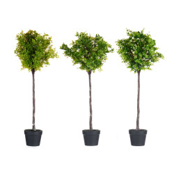 ALBERO FELCI VERDI ASS 3
