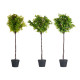 ARVORE VERDE SORT 4