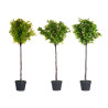 ARVORE VERDE SORT 4